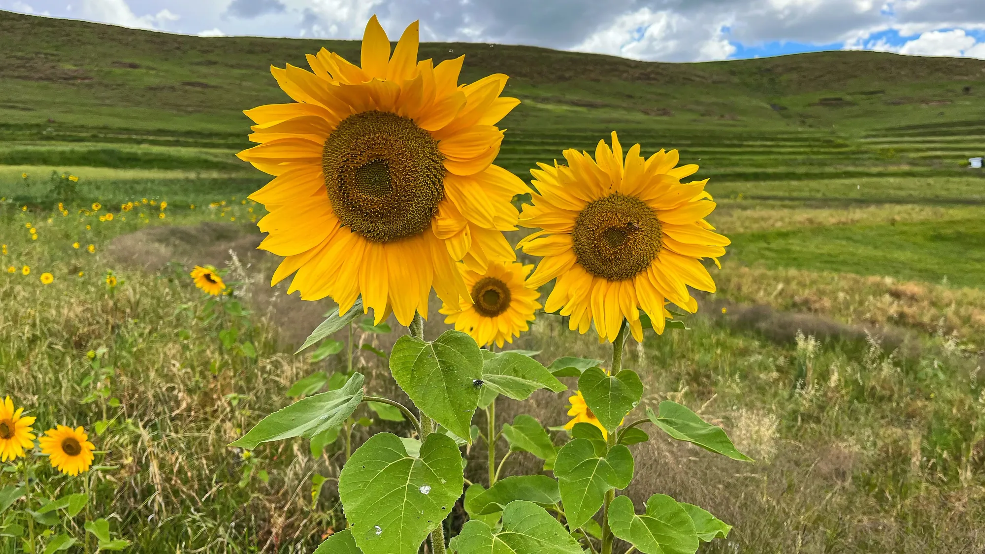 Three sunflowers in the green plains