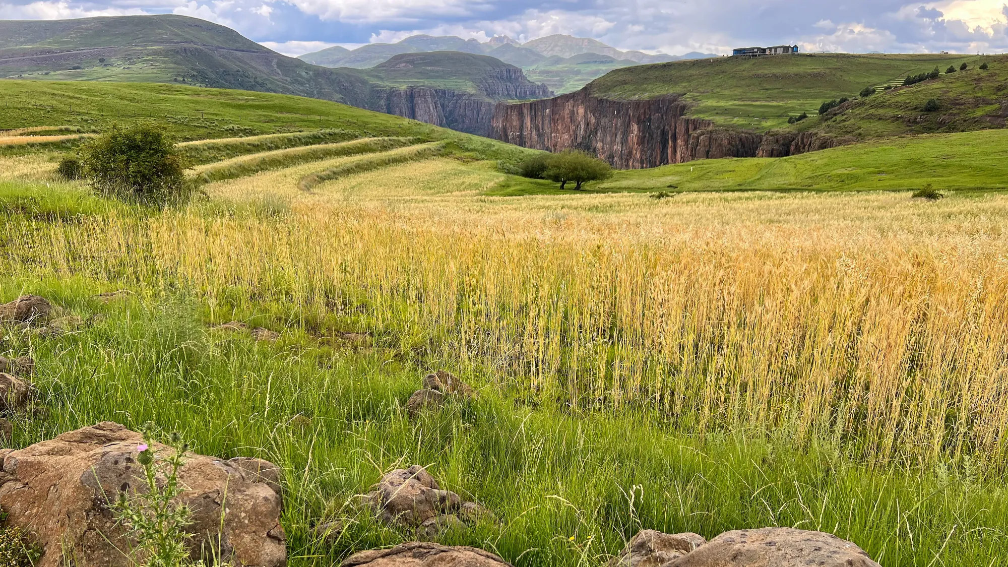 Golden grasses in front of green hills and valleys