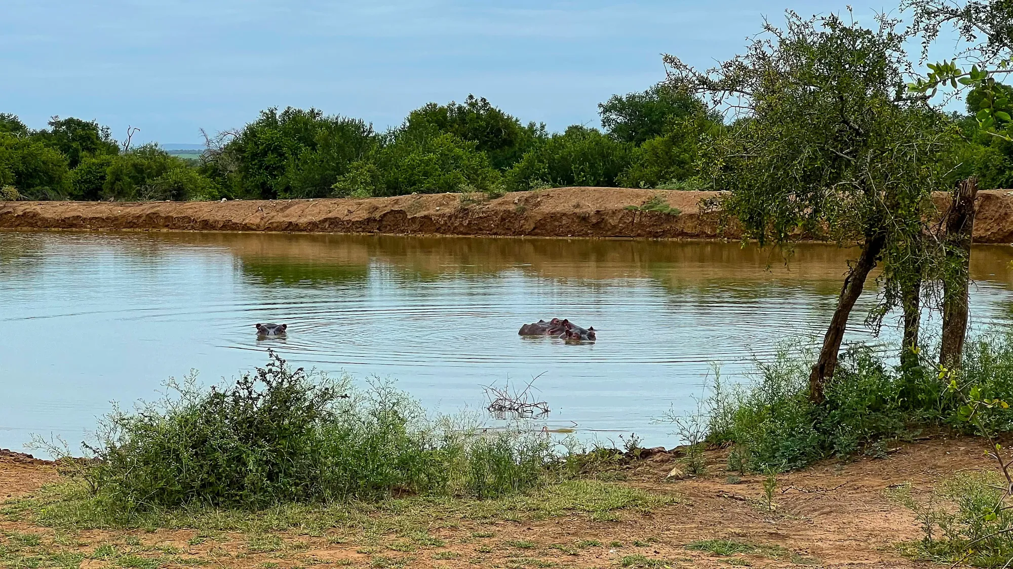 Three hippos poking their heads out of the water