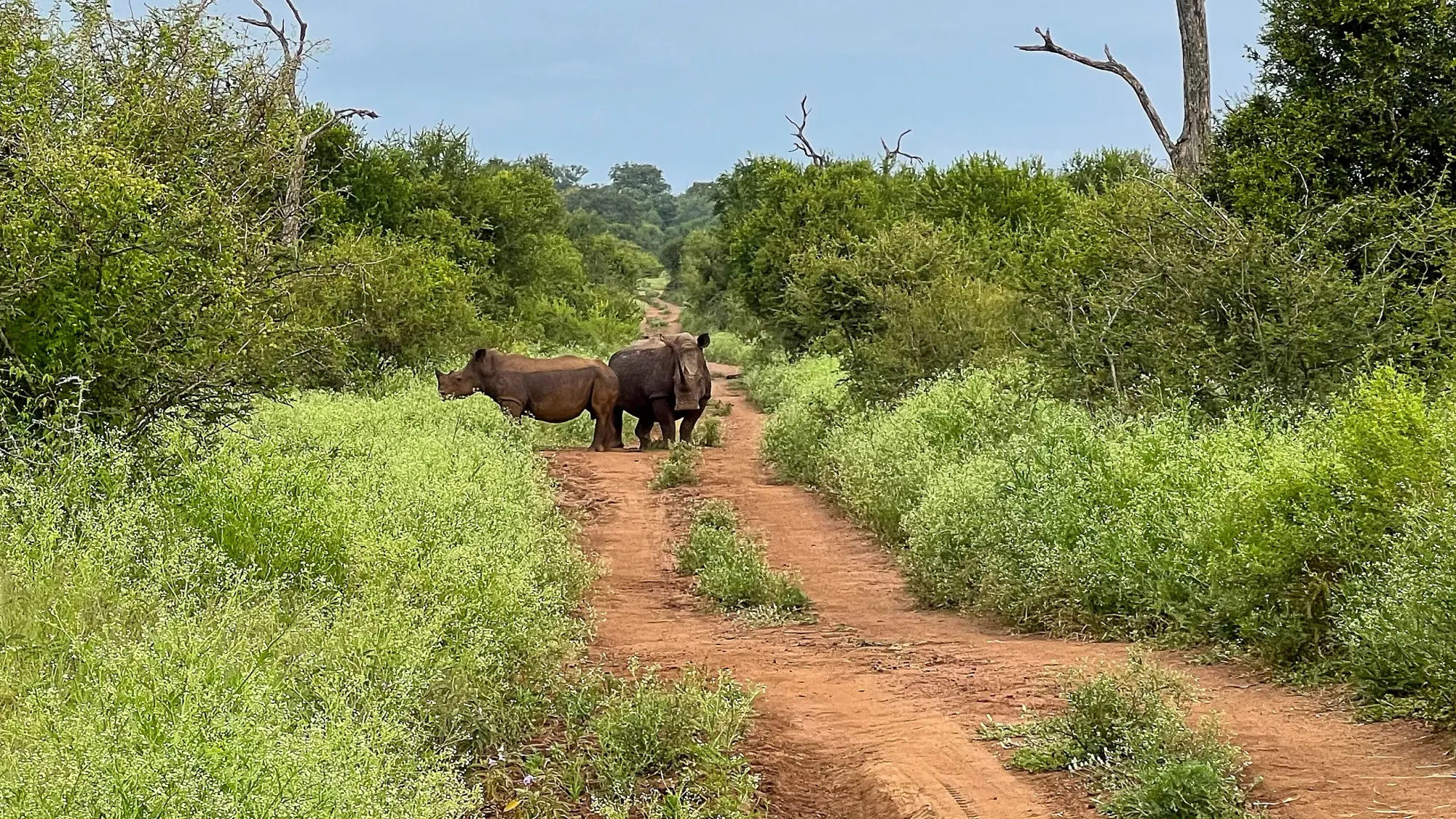 Two rhinos standing on a dirt path amidst the brush