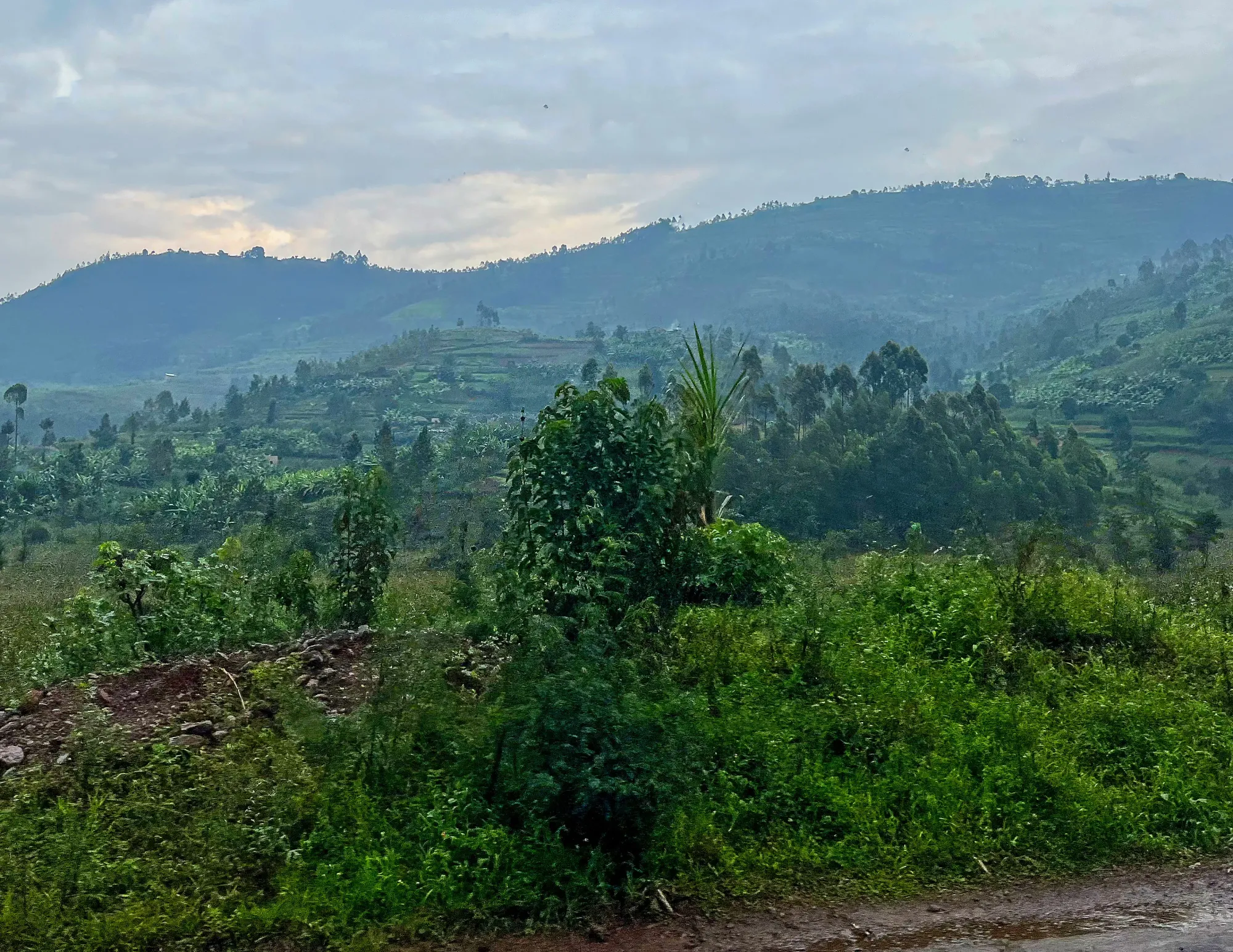 Lush green rolling hills