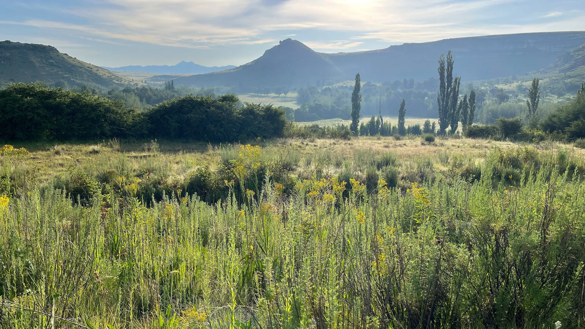 Grasses glistening in the early morning light with varying hilltops rising in the distance