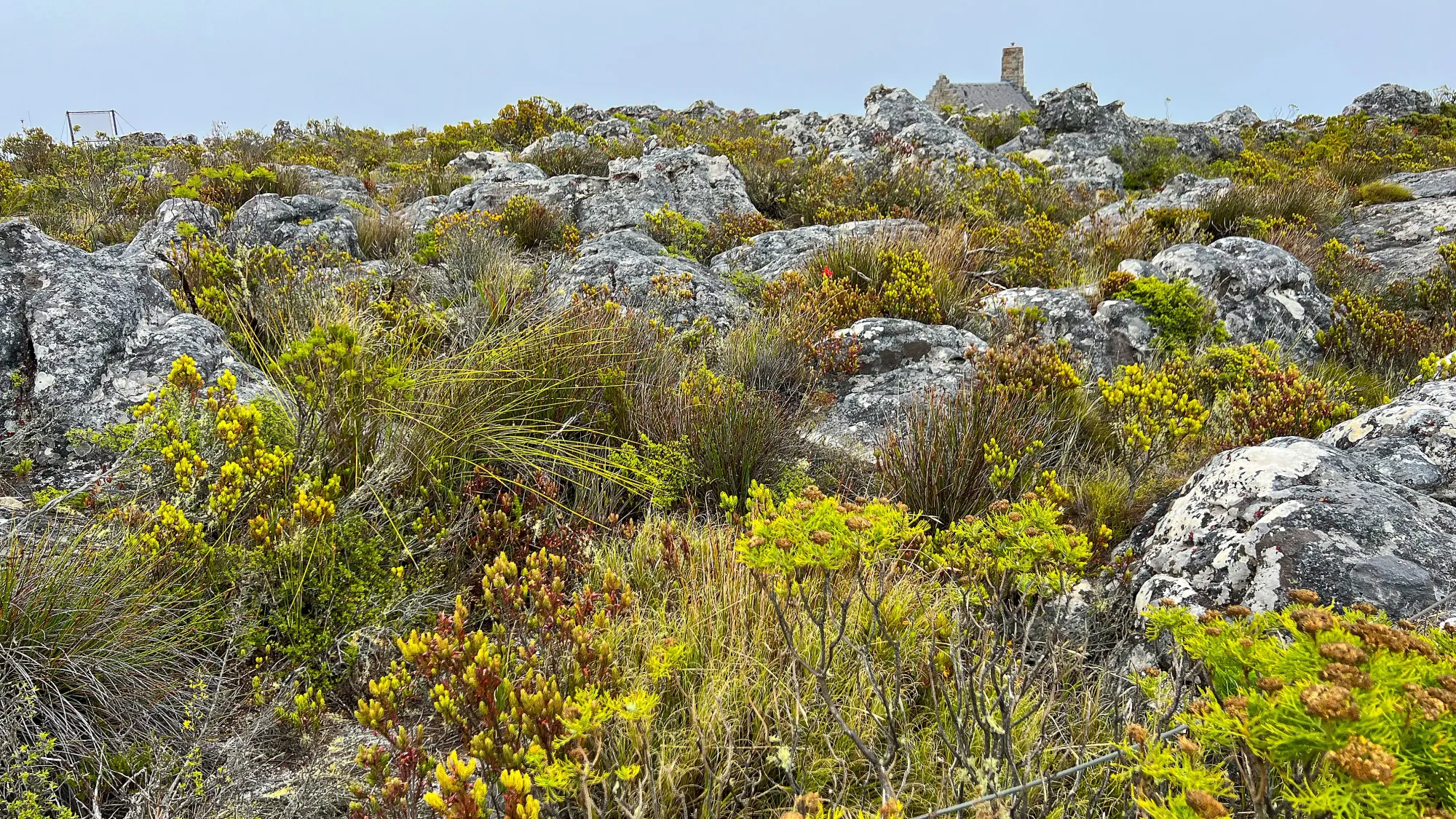 Slate and green rocks and plants with a grey sky above