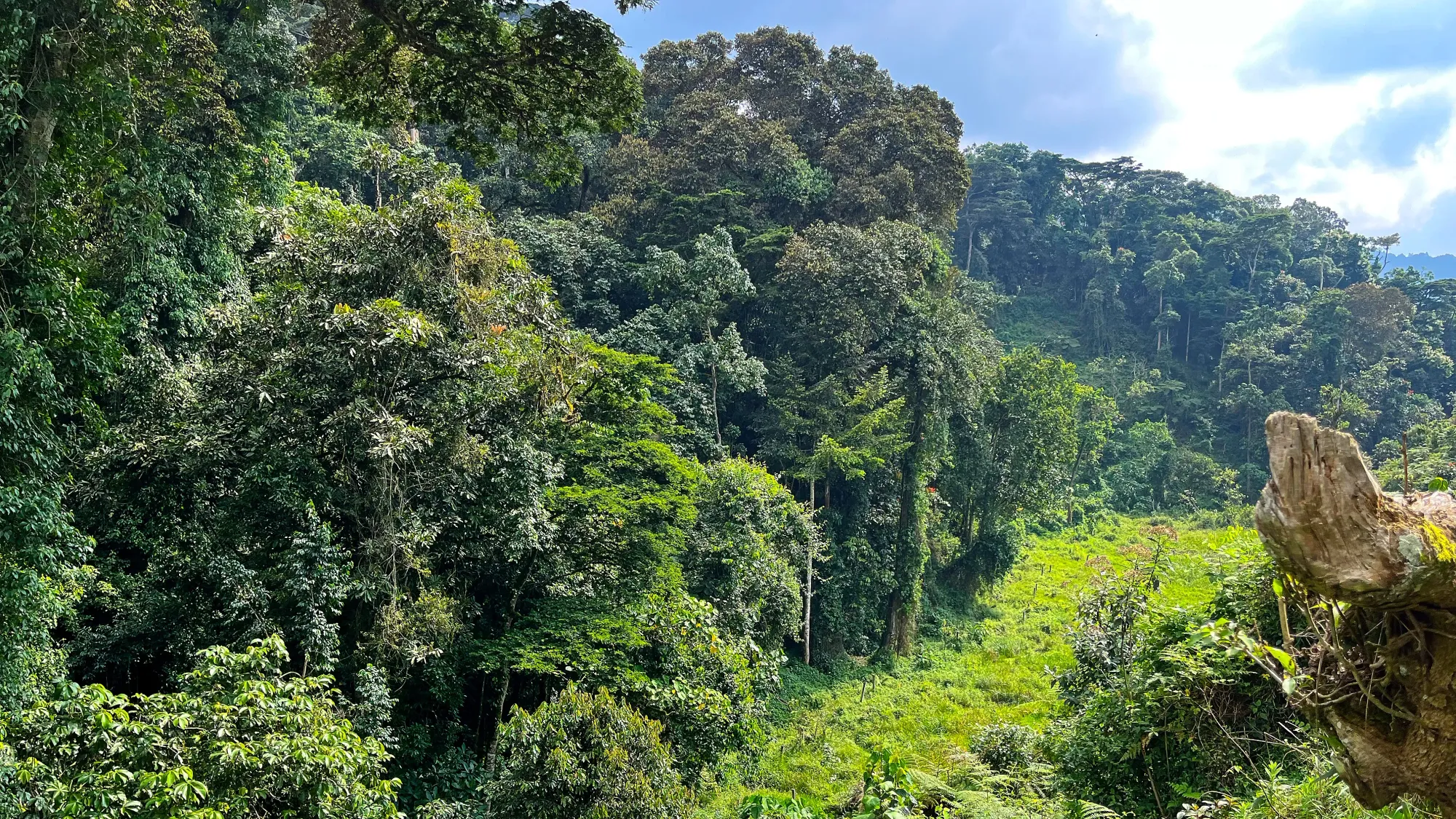 Dense forestry at its boundary with a log in the foreground