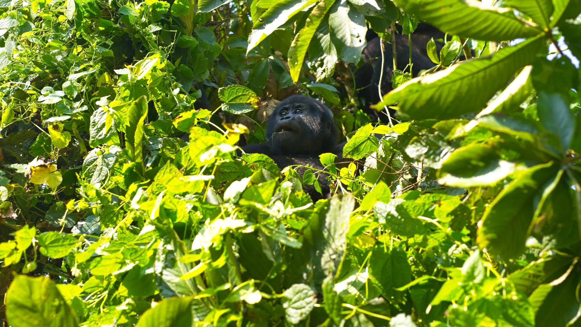 Baby gorilla nestled into a treetop