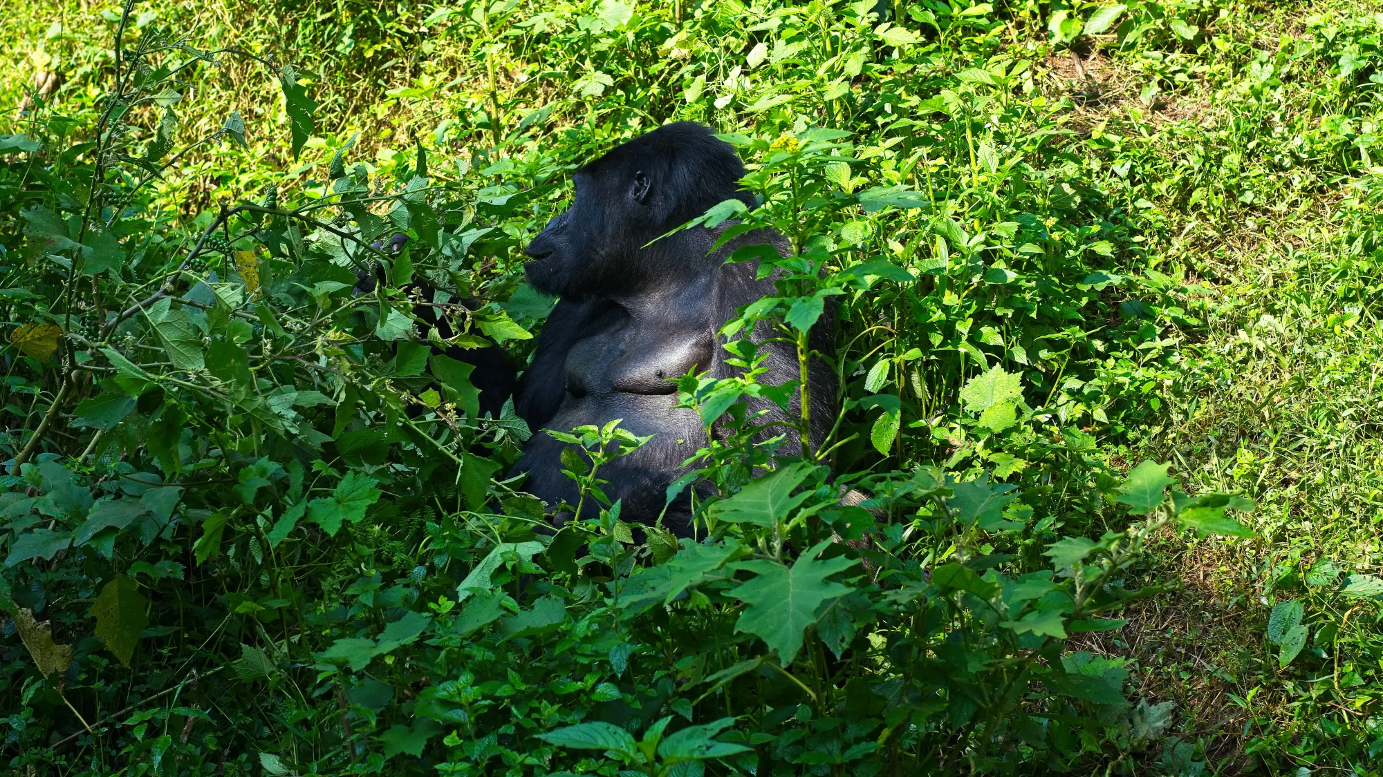 Male gorilla sitting in the middle of the plants he's eating