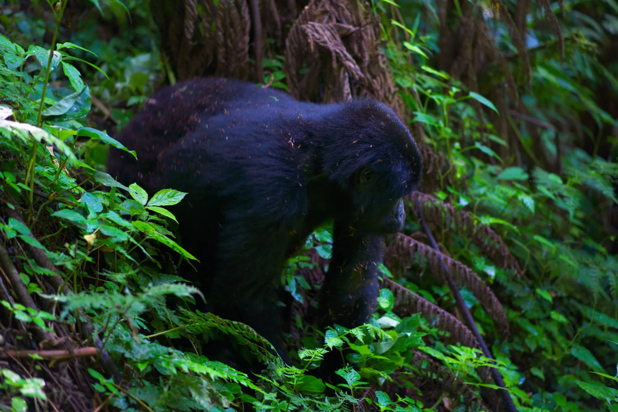 Female gorilla moving through the forest underbrush