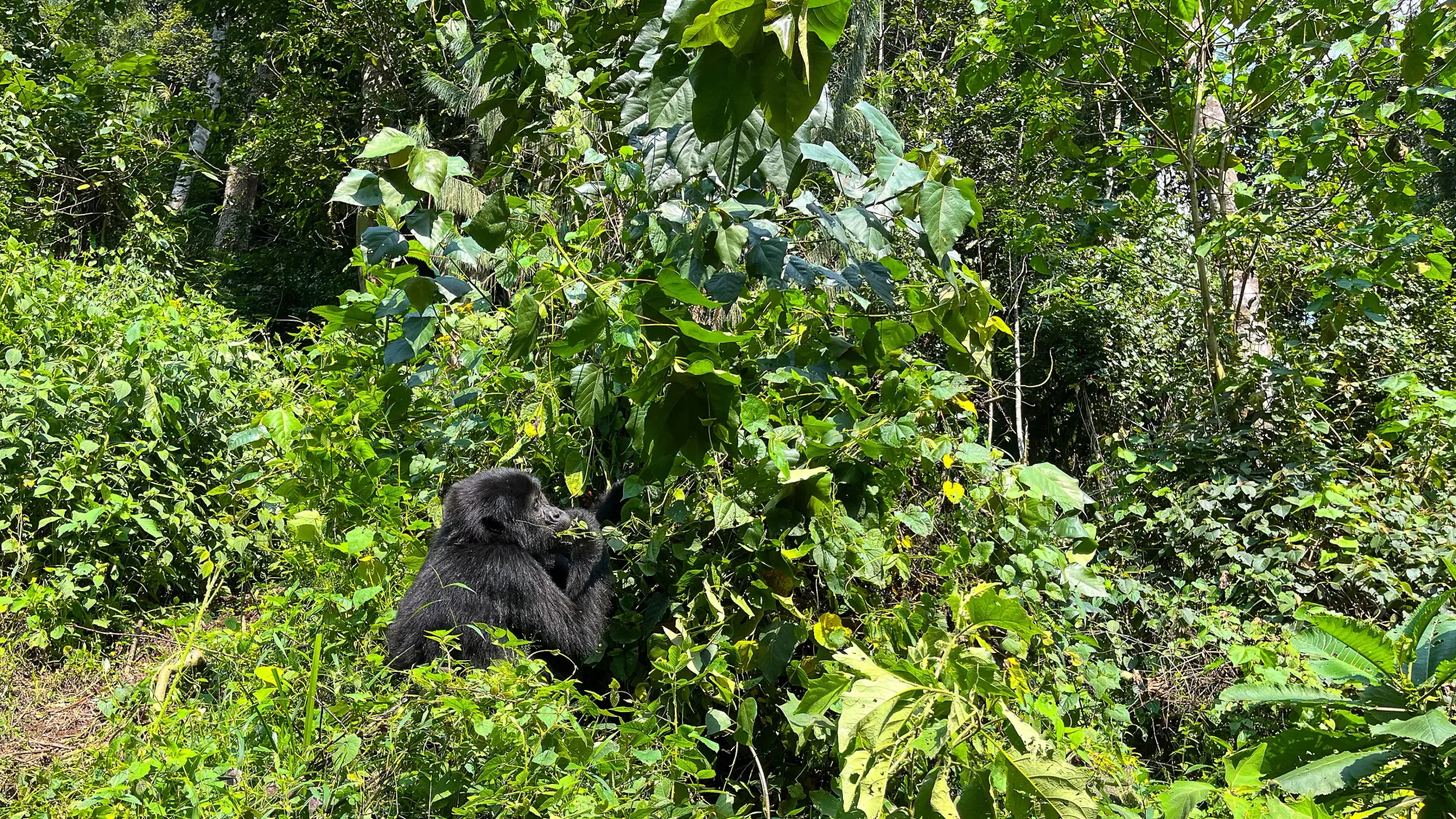 Female Gorilla munching on leaves from a tall plant