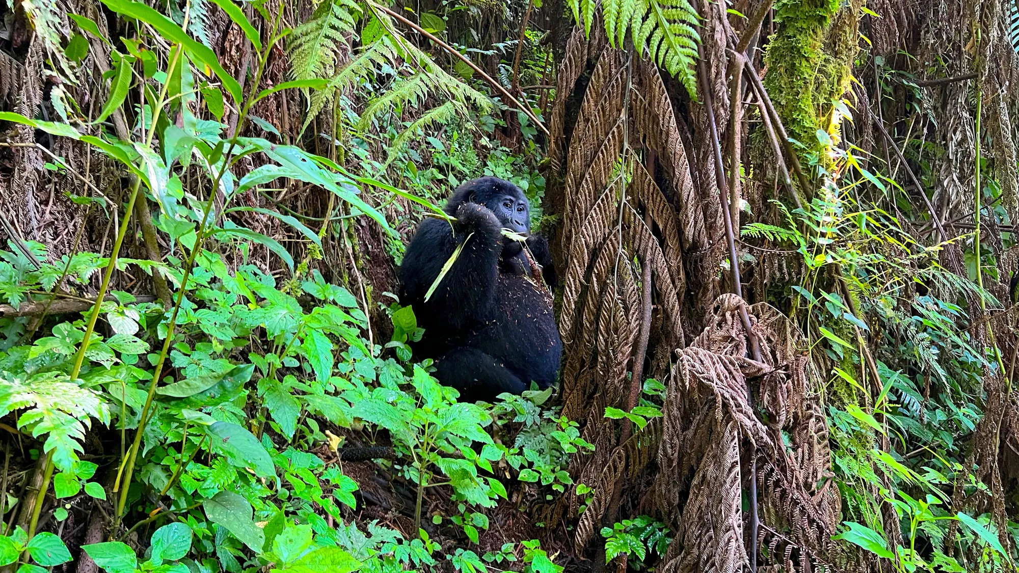 Female gorilla resting treeside and holding a root in her hand