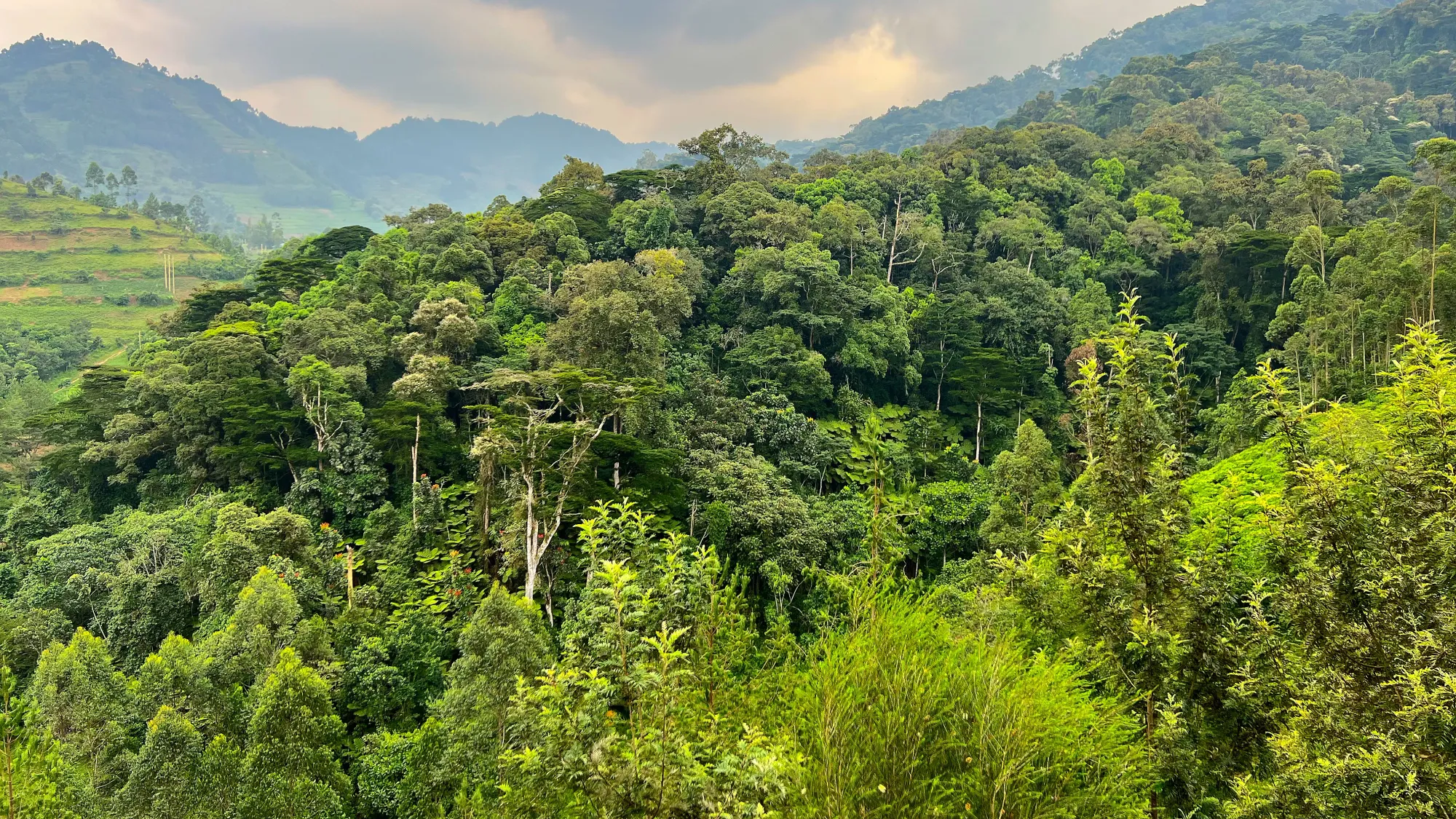 Dense forestry with rolling hills around it