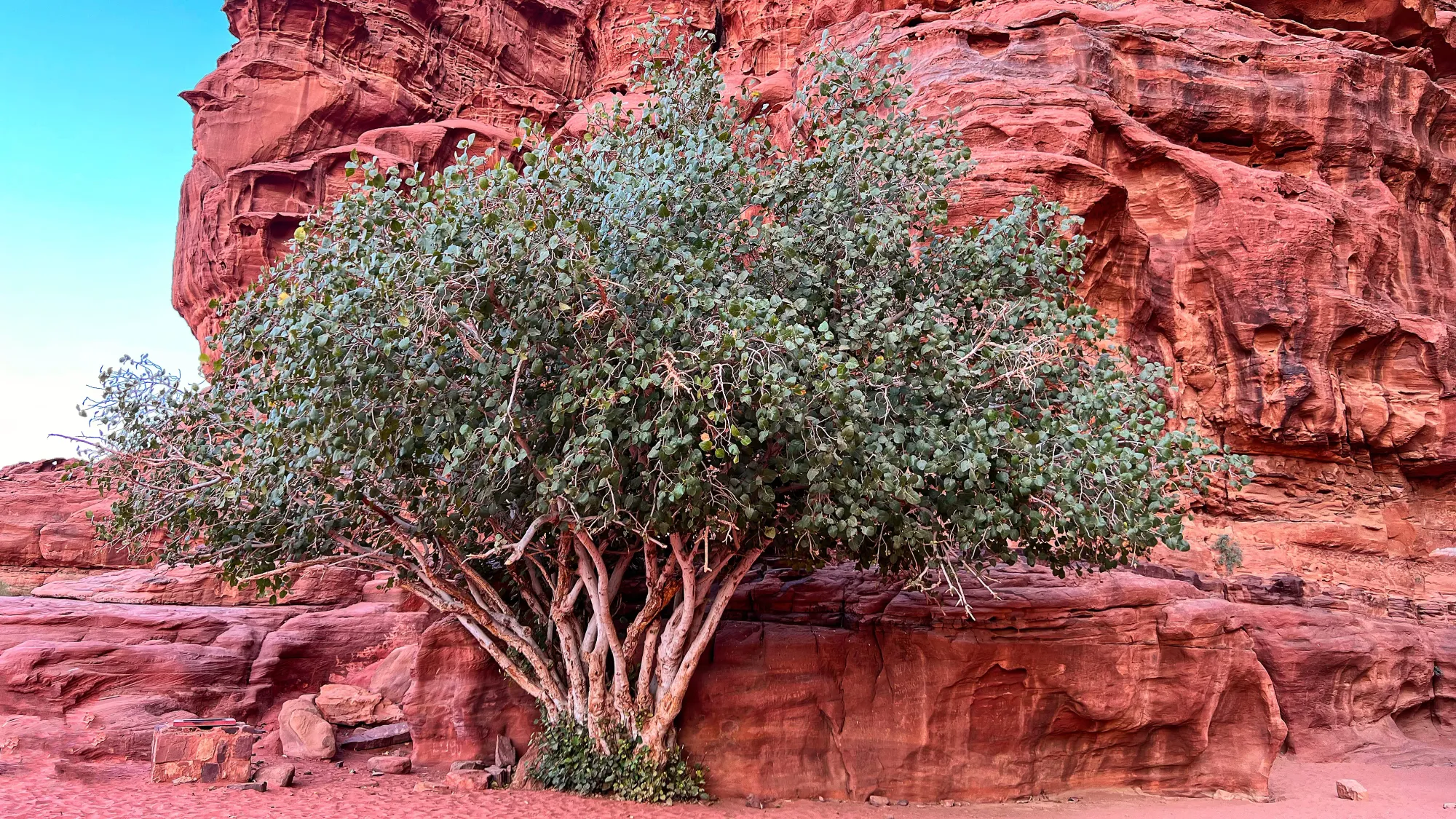 Green tree with multiple trunks in front of a red rock wall