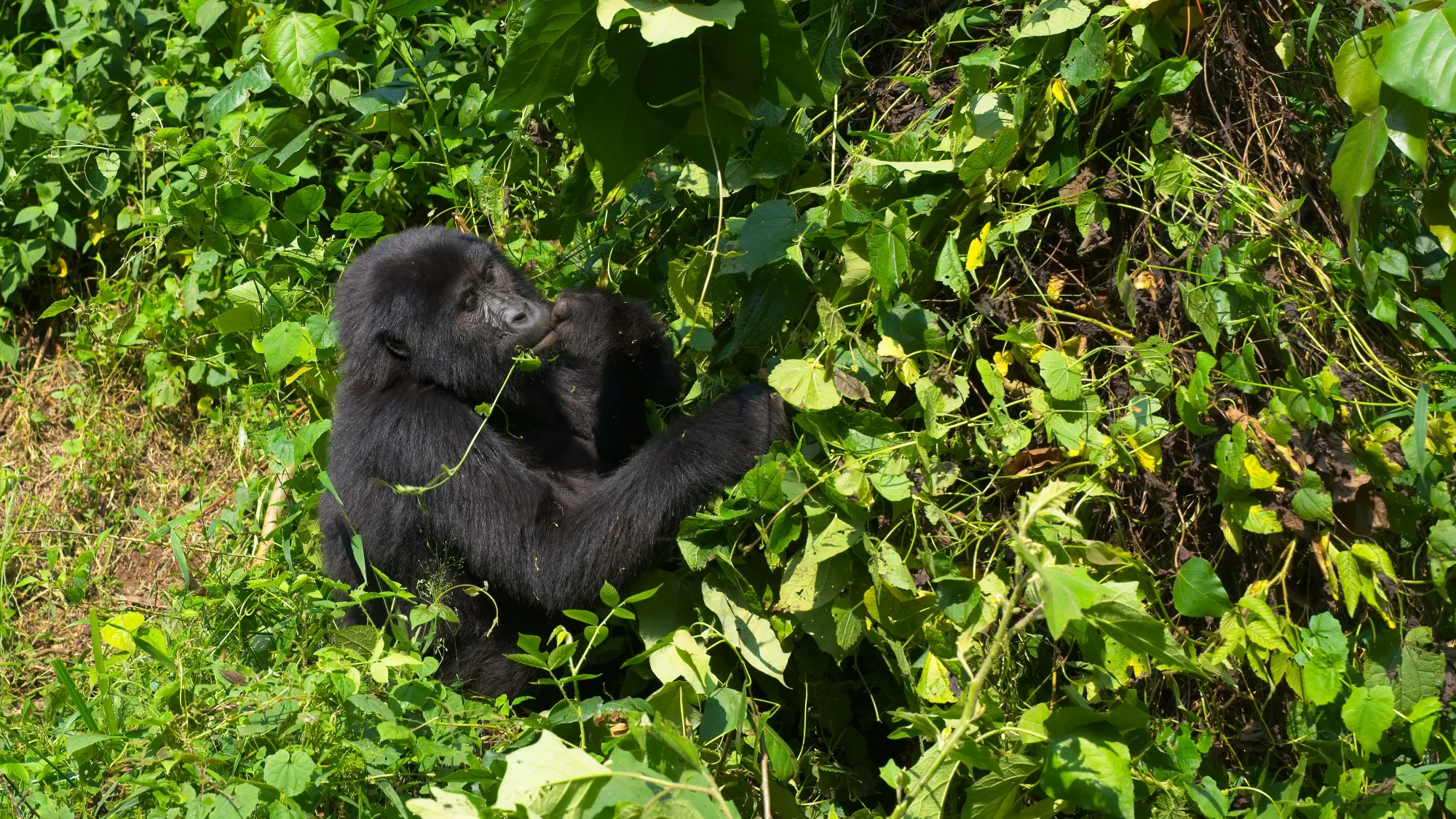 Female gorilla with a vine in her mouth picking through a plant