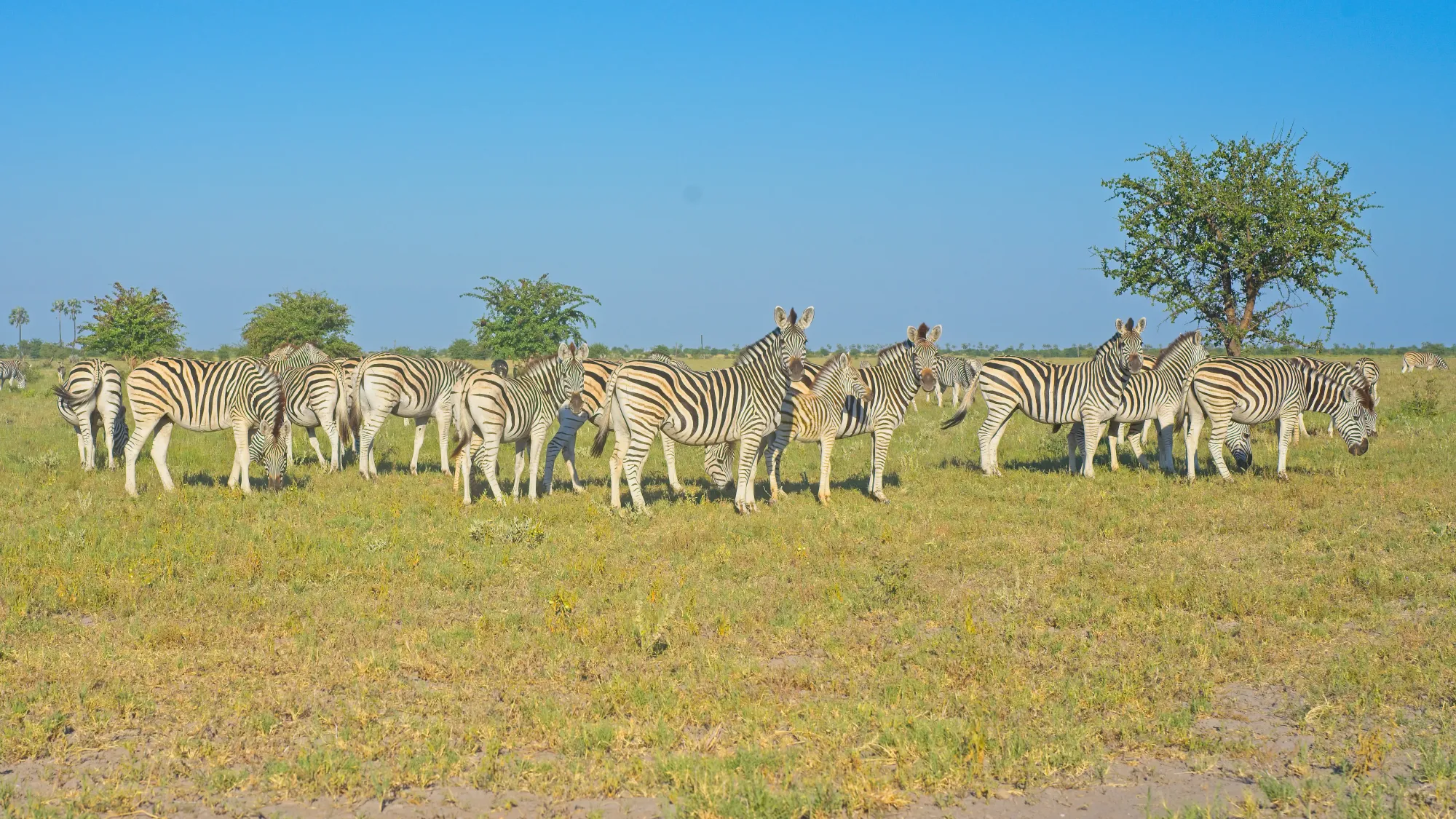 Pack of zebras watching the camera while eating the short grasses