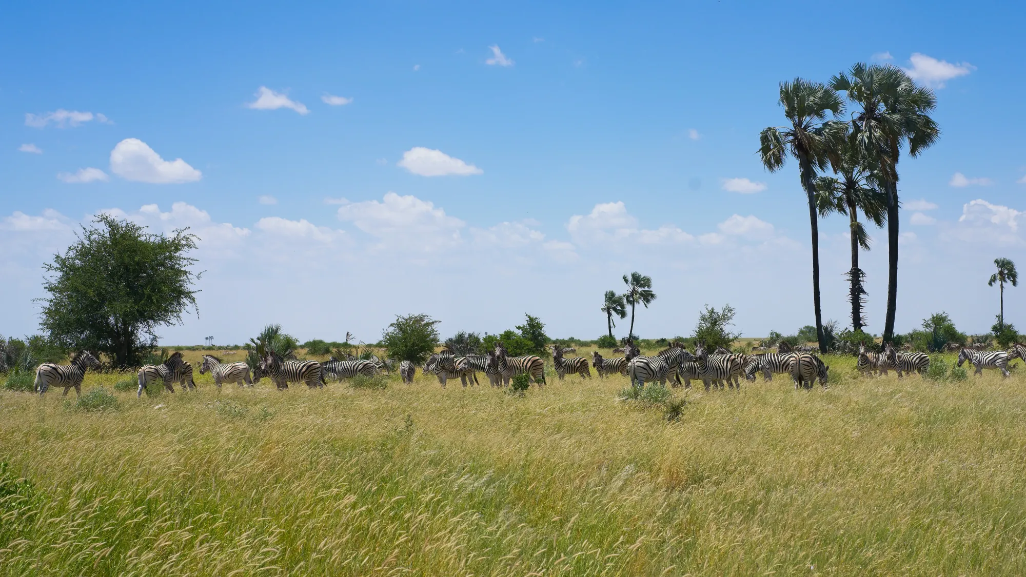 Pack of Zebras standing in tall grasses under tall trees