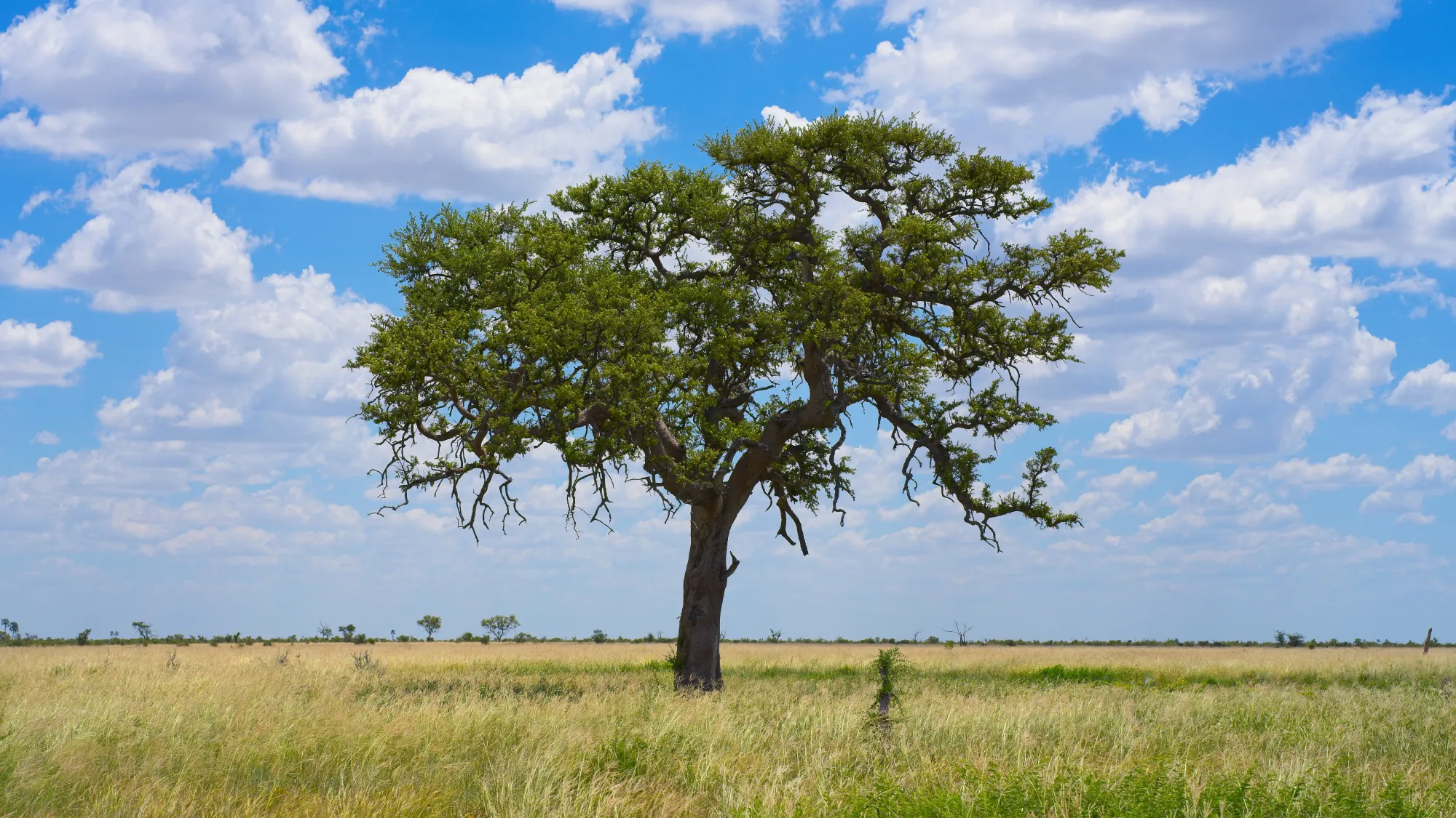 One lone standing tree on the flat plains