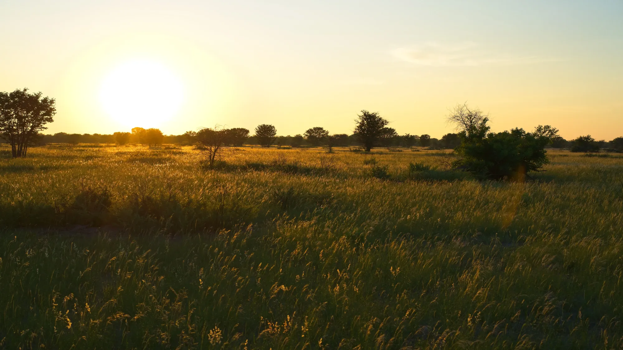 Bright sun lighting up the tassels on safari grasses