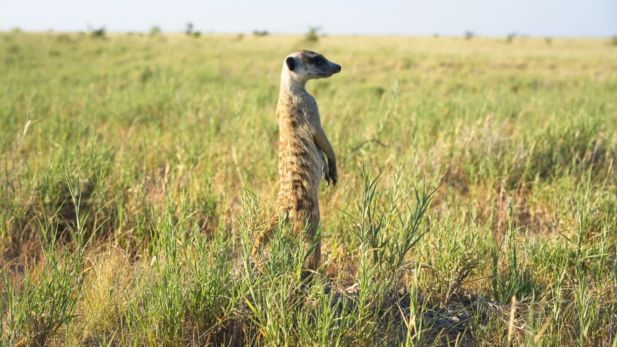 Single meerkat standing on its hind legs and looking to the side