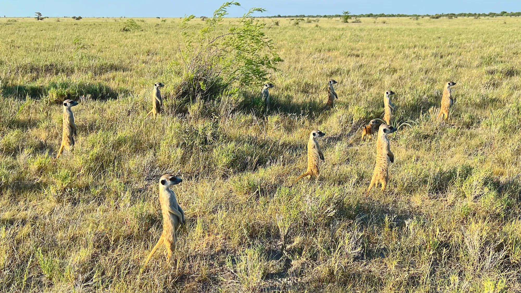 Colony of meerkats all standing at attention and looking for danger