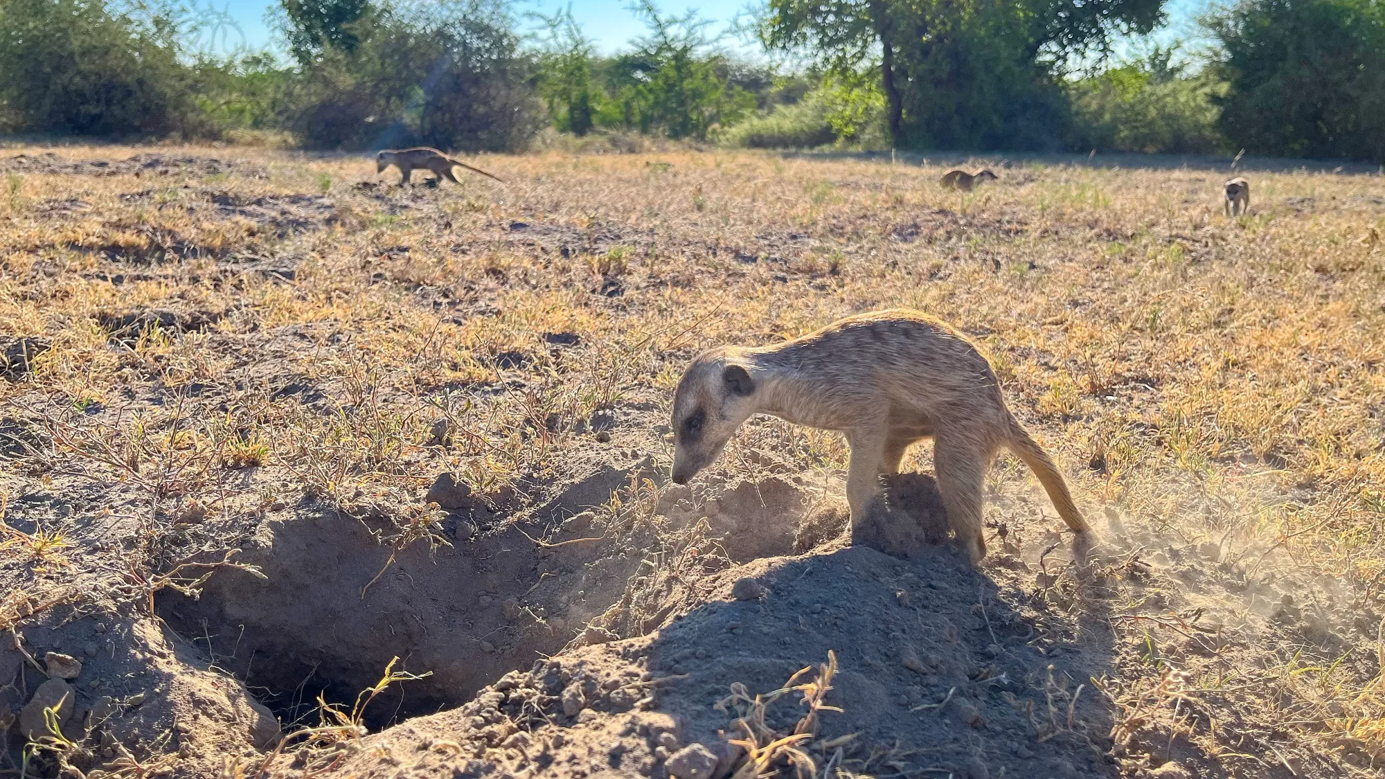 Meerkats scattered around the brush digging up the dirt