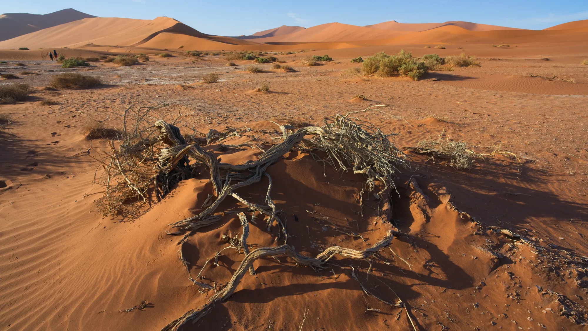 Dried out brush on the sandy ground before the rise of dunes in the background