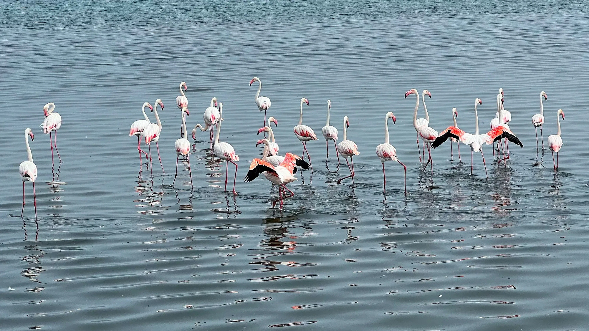 Flamingos wading in the water with a couple of their bright wings outstretched