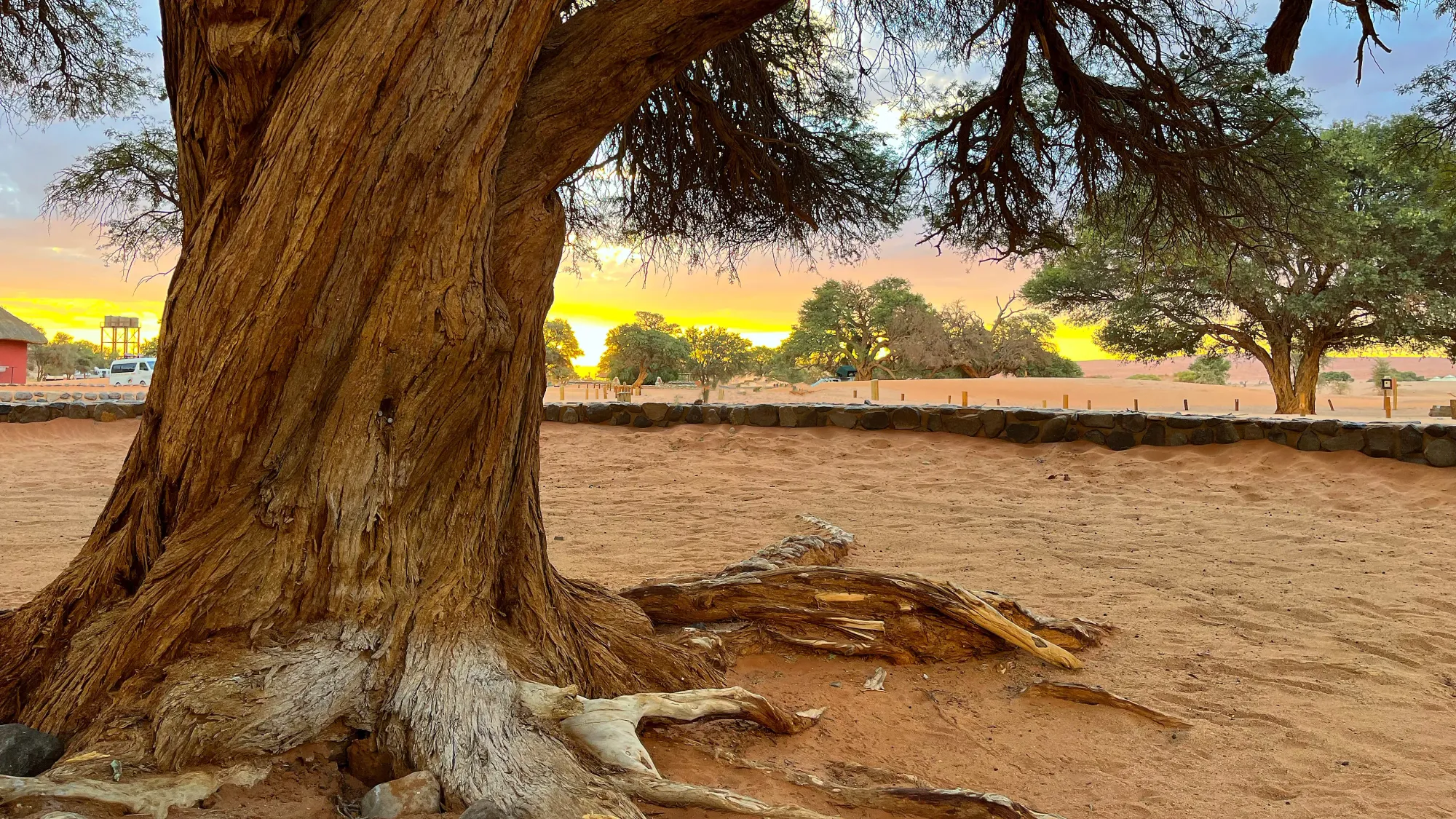 Chunky tree on sandy ground with the sun setting between its branches