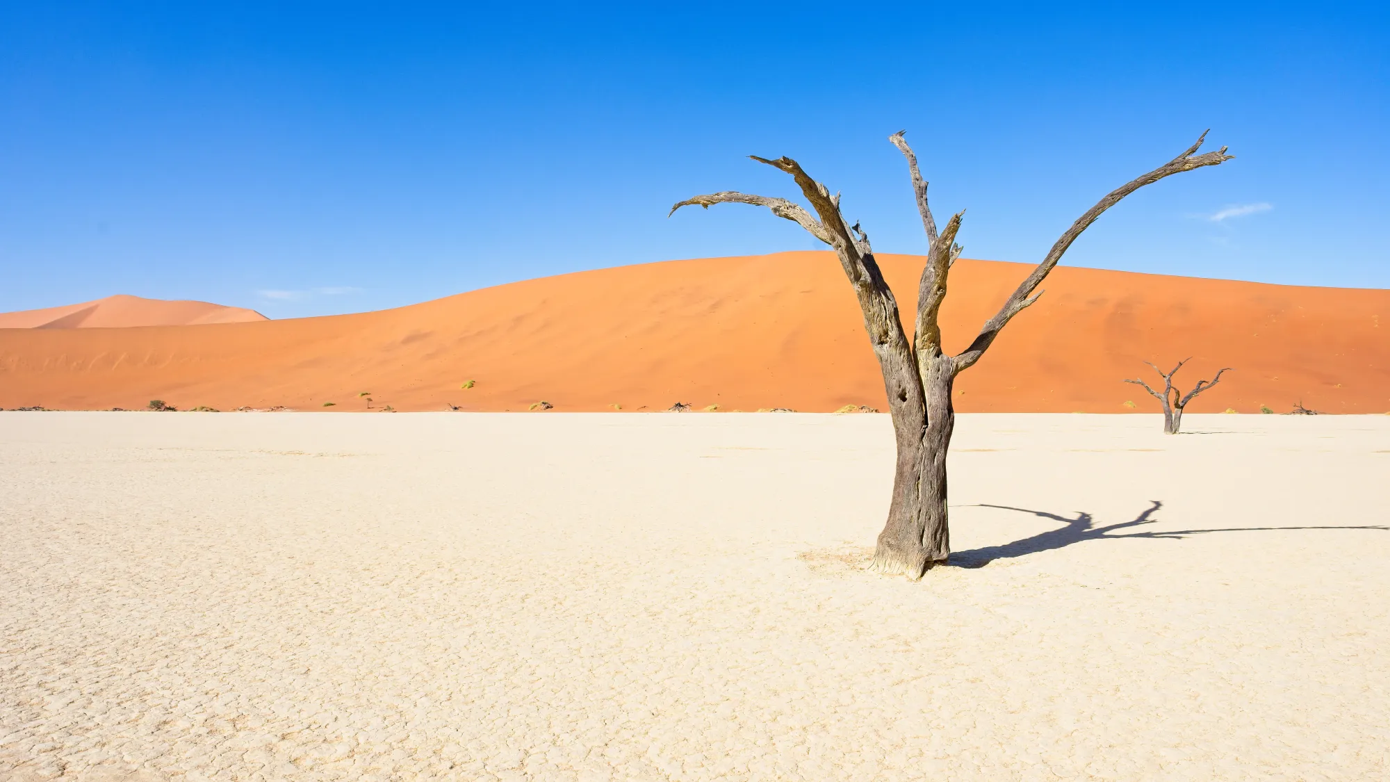 Petrified tree on white clay pan with a dune and clear sky in the background