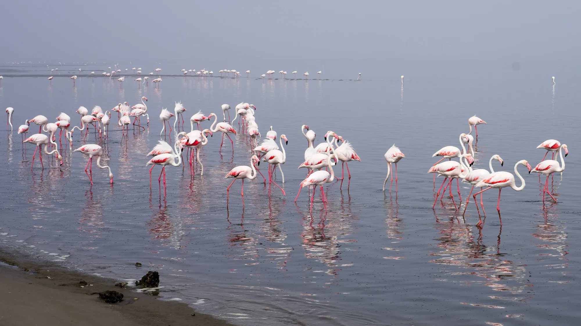 Dozens of flamingos wading in shallow water