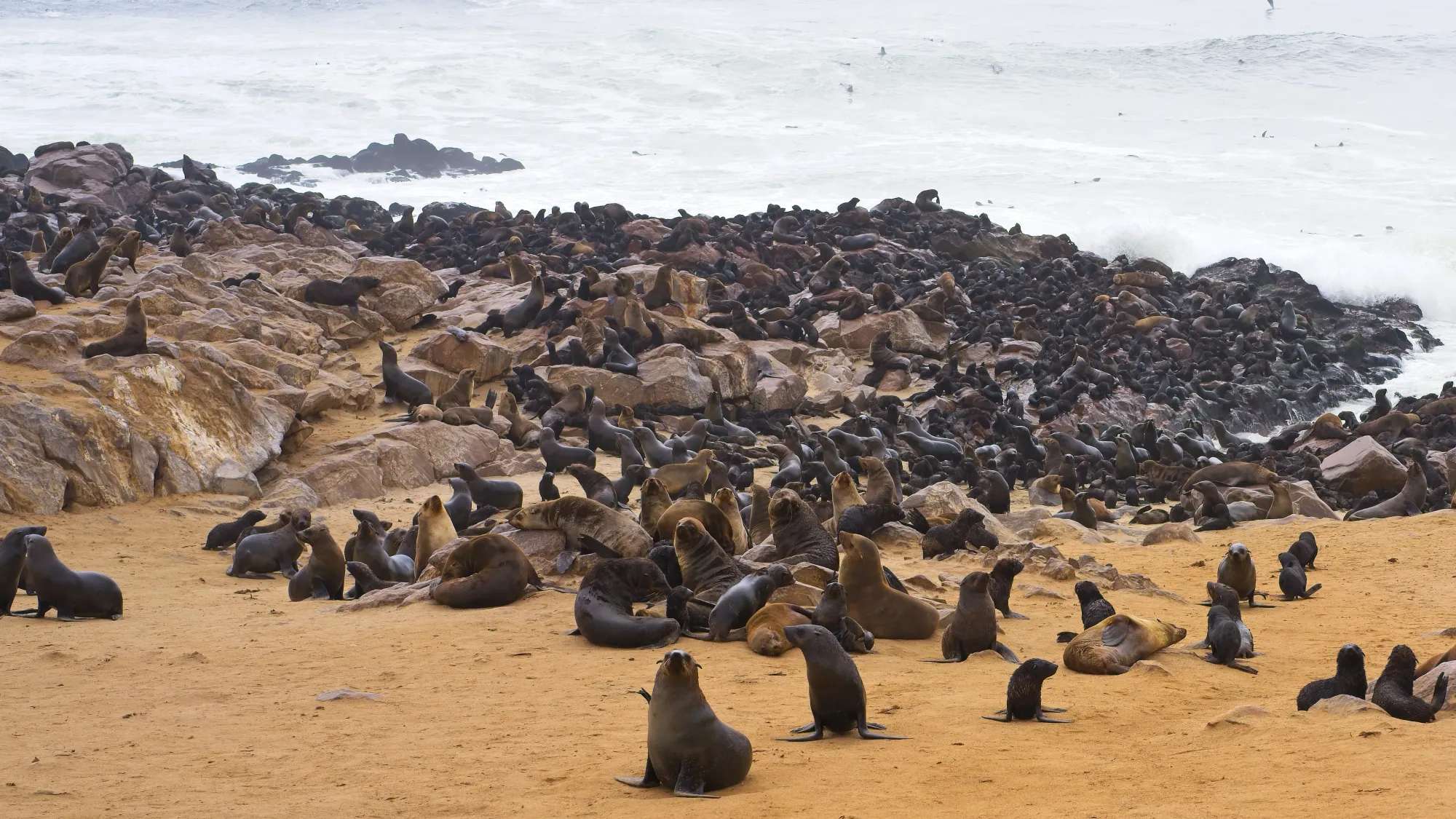 Hundreds of seals on the rock and sand of the ocean shore