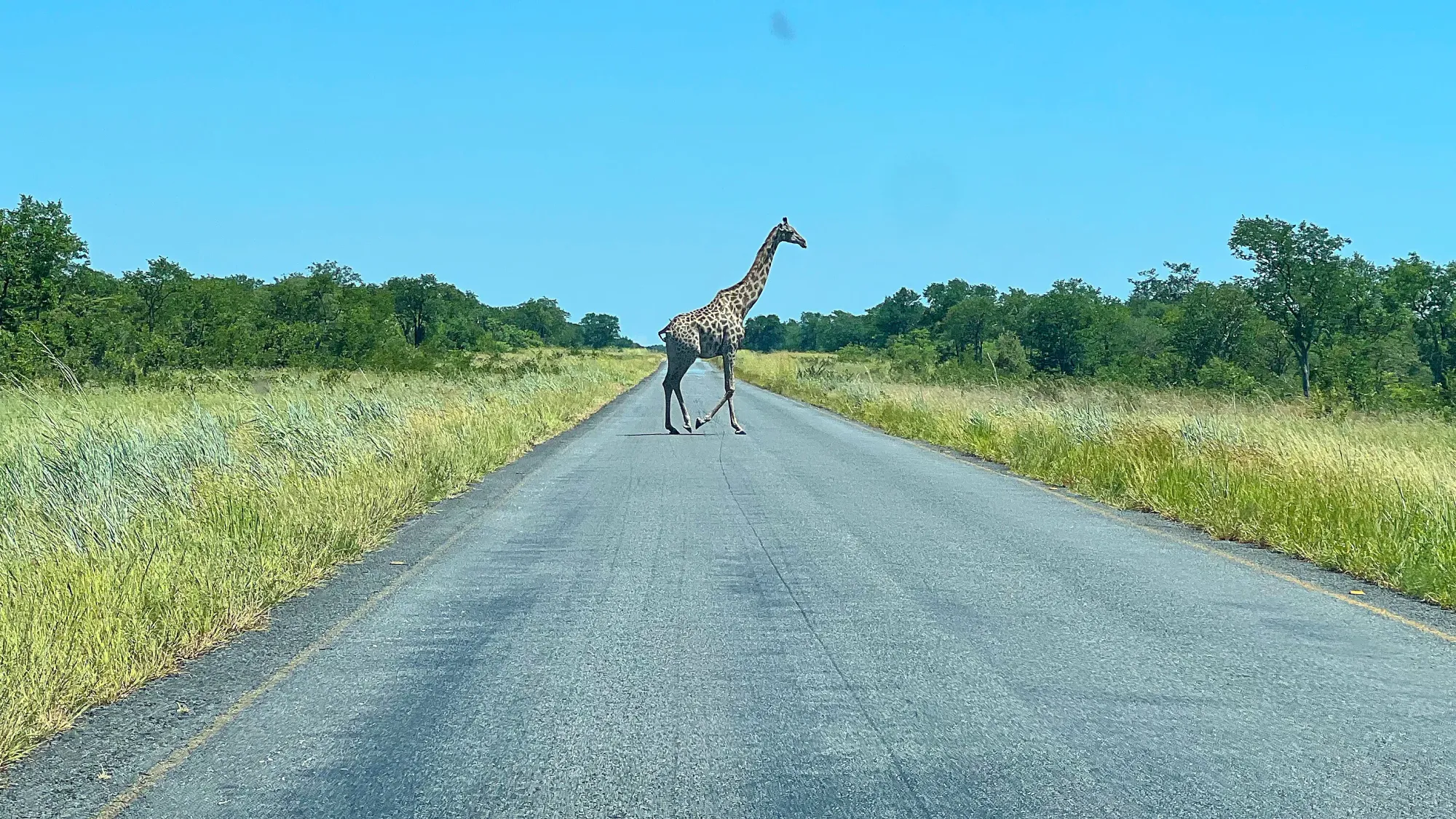 Lone giraffe walking across the paved road