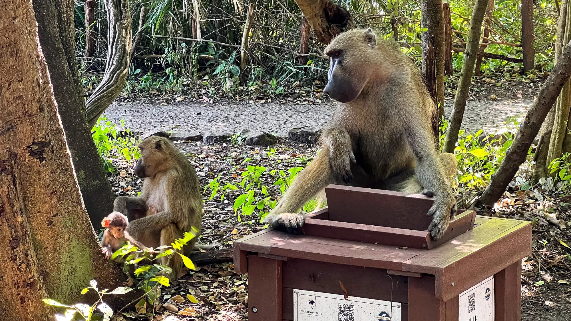 One adult baboon sitting on a waste receptical, one baboon grooming a baby baboon on the ground