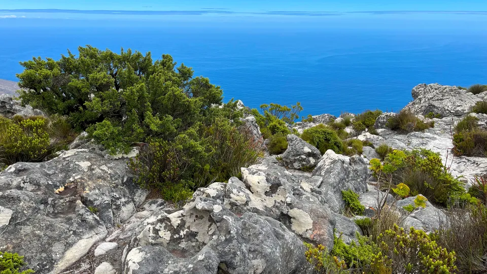 Grey stone with green plants overlooking bright blue water