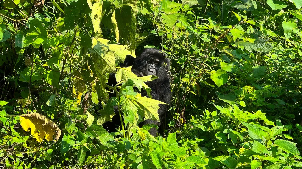 Lush greenery with a female gorilla looking at the camera